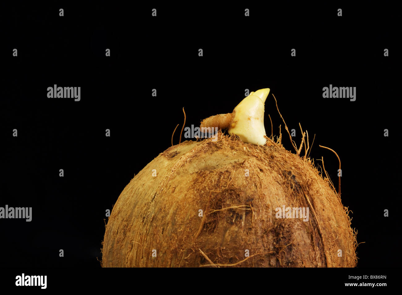 Sprouting coconut isolated on a black background Stock Photo Alamy