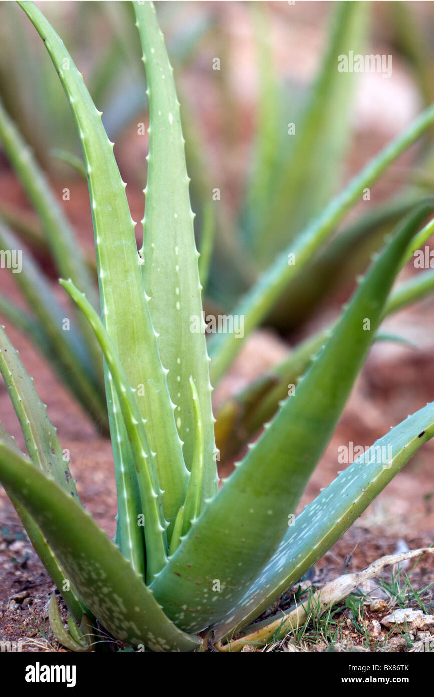 Indian aloe (aloe vera) plant Stock Photo - Alamy