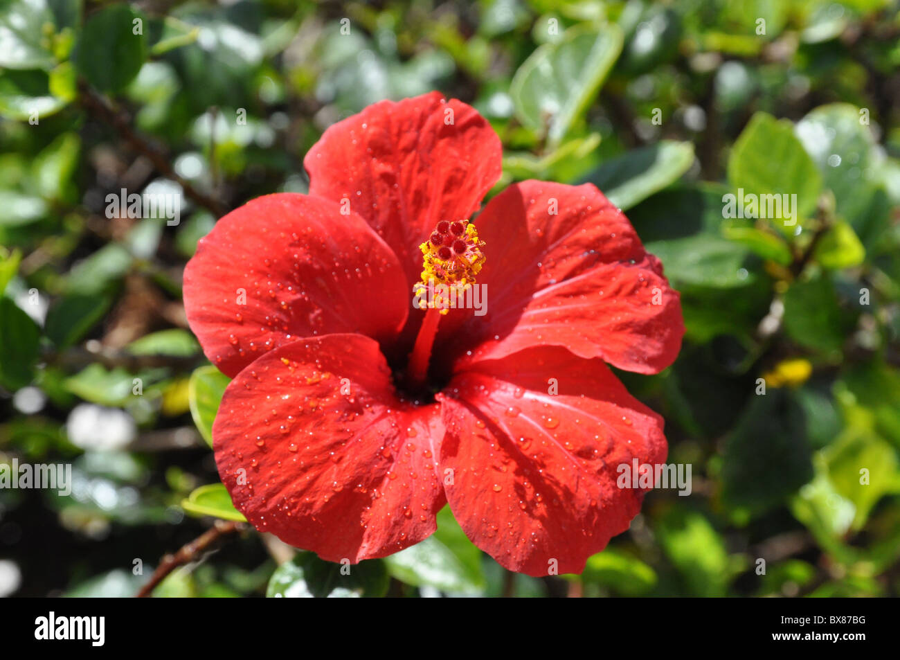 Hibiscus with waterdrops Stock Photo