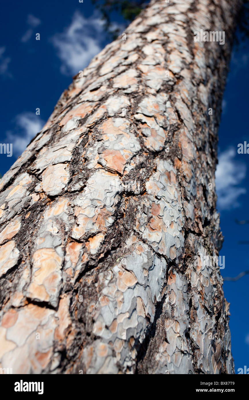Bark and trunk of an isolated very old pine tree ( pinus sylvestris , scots pine , scotch pine ) , Finland Stock Photo