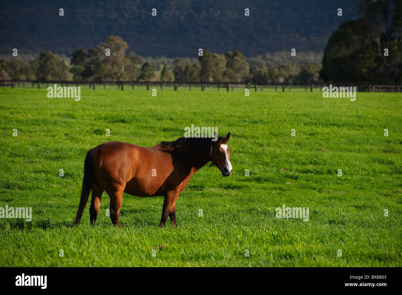 Horses grazing in lush pastures Stock Photo