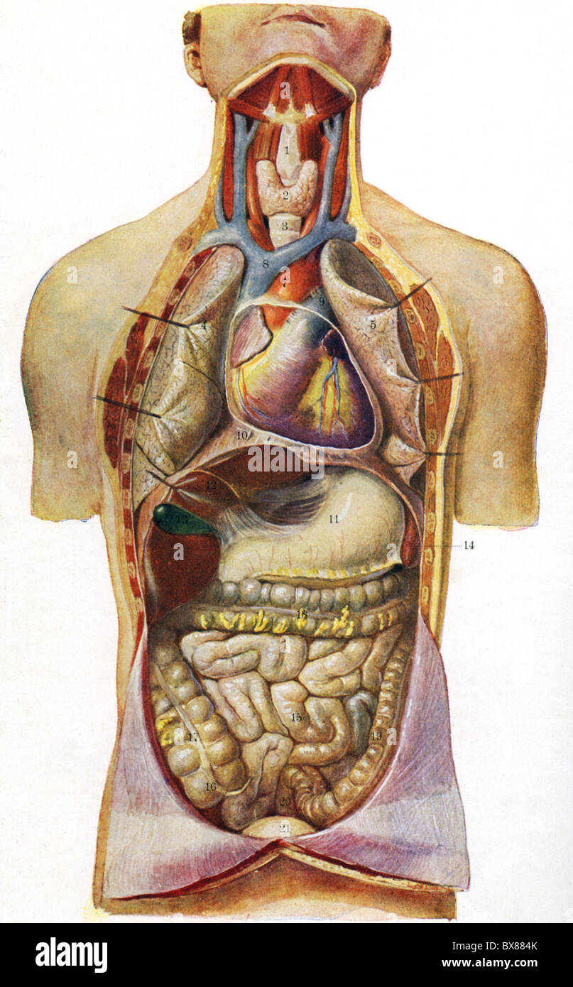 medicine, anatomy, human chest caity and abdominal cavity, chart, scientific teaching material by Schmeil 'Der Mensch', Germany, 1922, Additional-Rights-Clearences-Not Available Stock Photo