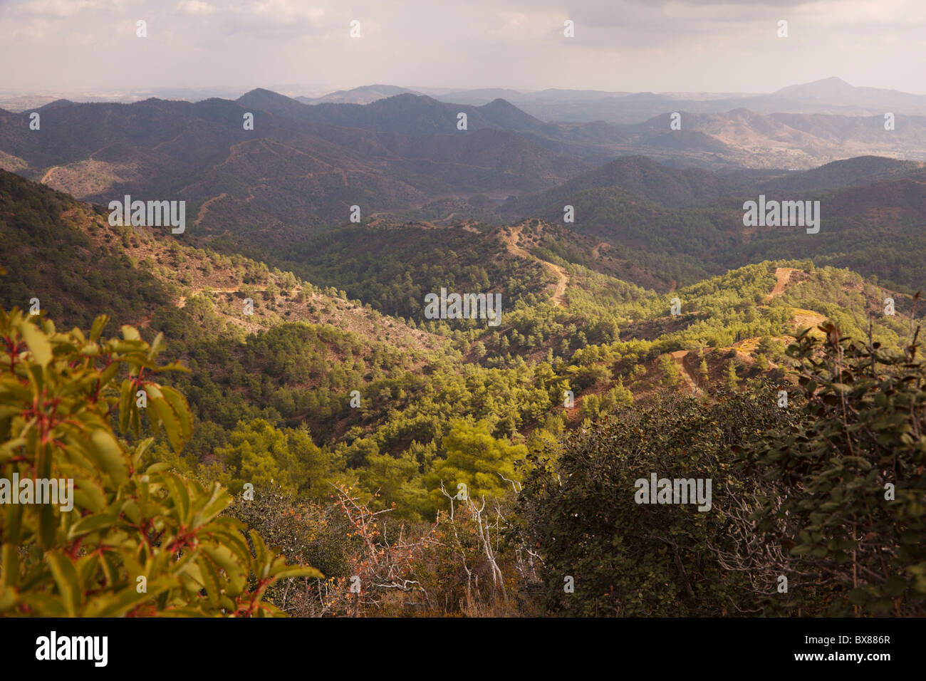 View over the Machairas forest in the Troodos foothills, Cyprus Stock Photo