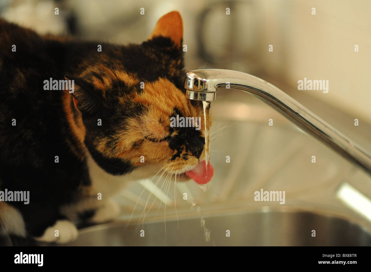 A Tortoiseshell cat drinks water from the kitchen sink tap Stock Photo