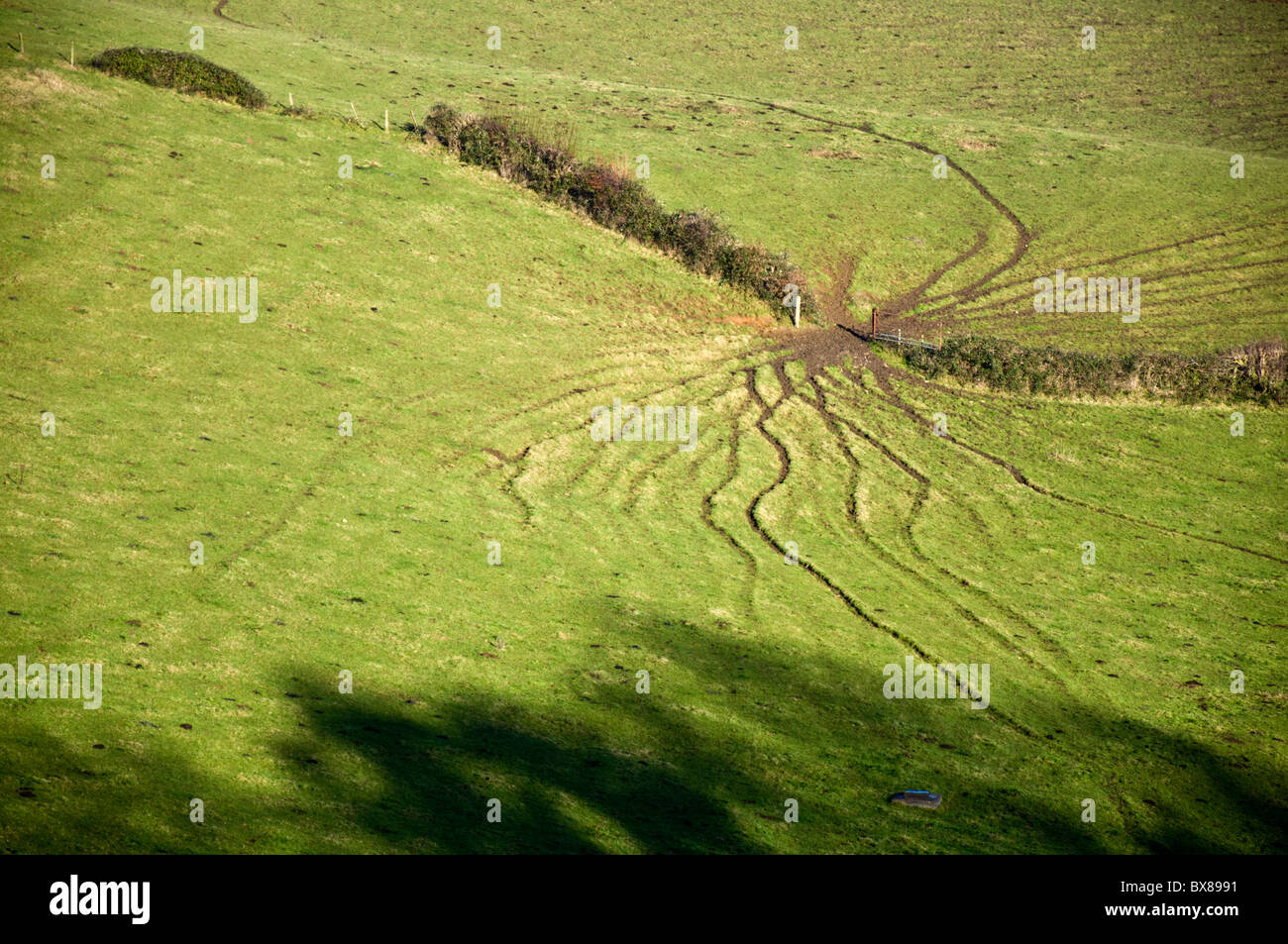 Trails across a field made by cattle Stock Photo
