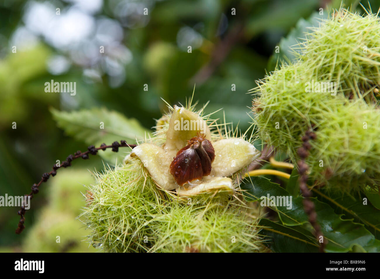 Sweet Chestnut (Castanea Sativa) seed nuts on the tree in autumn. The chestnuts can be roasted and used in a variety of recipes, including stuffing. Stock Photo