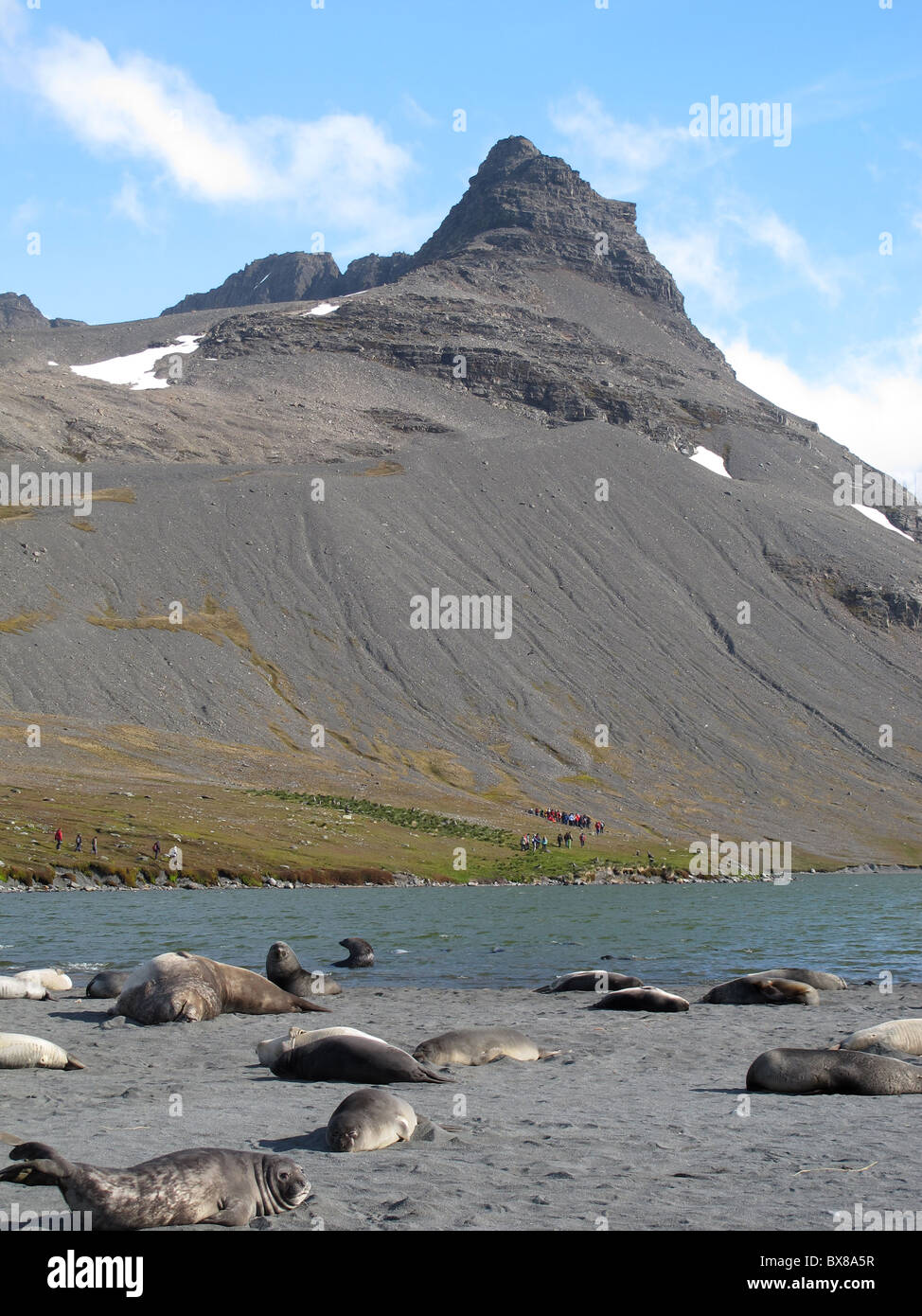 Elephant seals and South Georgia Fur Seals at a lake in front of a mountain with tourists, Possession Bay, South Georgia Stock Photo