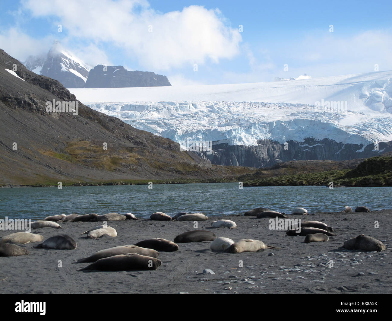 Elephant seals (Mirounga leonina) and South Georgia Fur Seals at a lake in front of the glaciers, Possession Bay Stock Photo