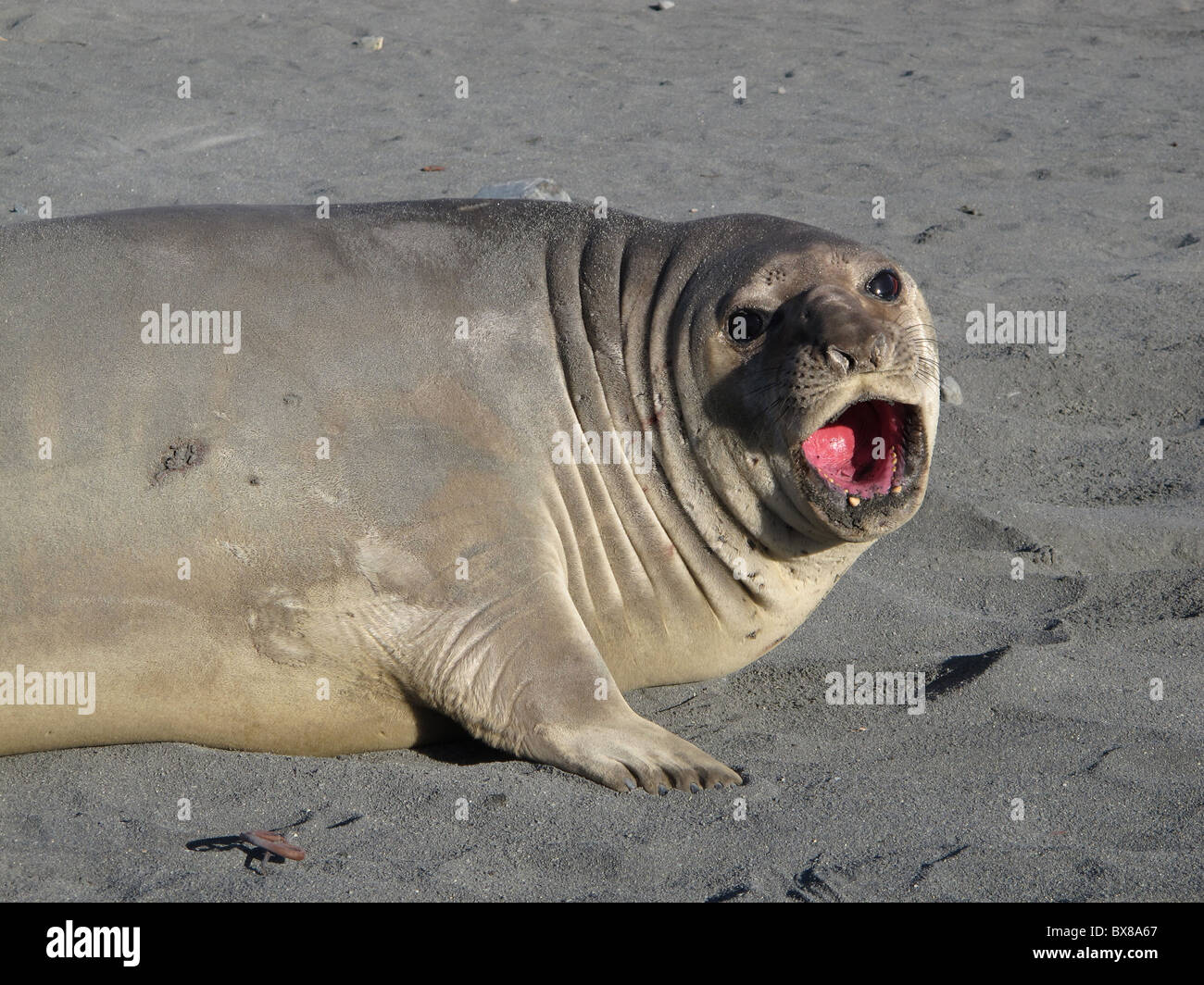 A screaming young elephant seal (Mirounga leonina), Possession Bay, South Georgia Stock Photo