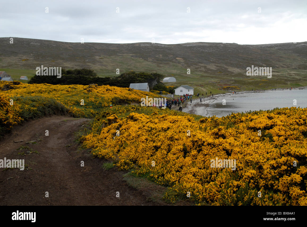 Tiny dirt road to the Carcass Settlement with tourists at the beach and yellow flouring gorse, Port Pattison, Carcass Island Stock Photo