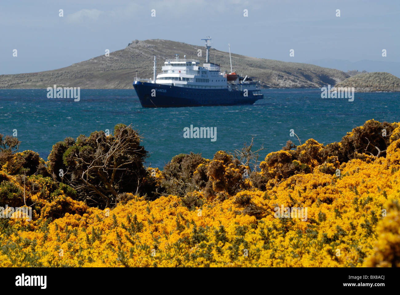 Port Pattison, Carcass Island, with yellow flouring gorse and the expedition vessel m/v Plancius on anchor in the bay Stock Photo