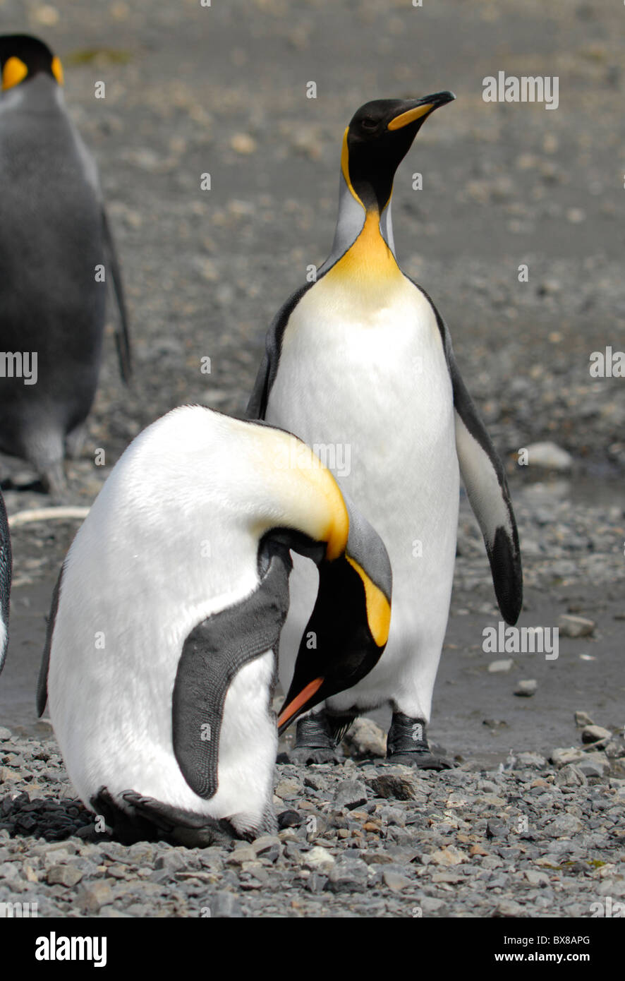 Two King penguins (Aptenodytes patagonicus), one cleaning its feathers at Right Whale Bay, South Georgia Stock Photo
