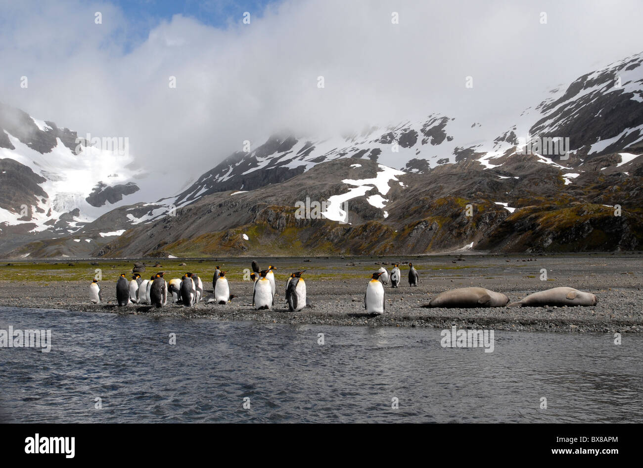 King penguins (Aptenodytes patagonicus) and Elephant seals (Mirounga leonina) in front of the mountais of Right Whale Bay Stock Photo