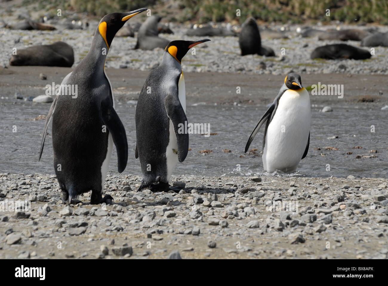 3 King penguins (Aptenodytes patagonicus) with South Georgia Fur Seals (Arctocephalus gazella) behind the river, Right Whale Bay Stock Photo