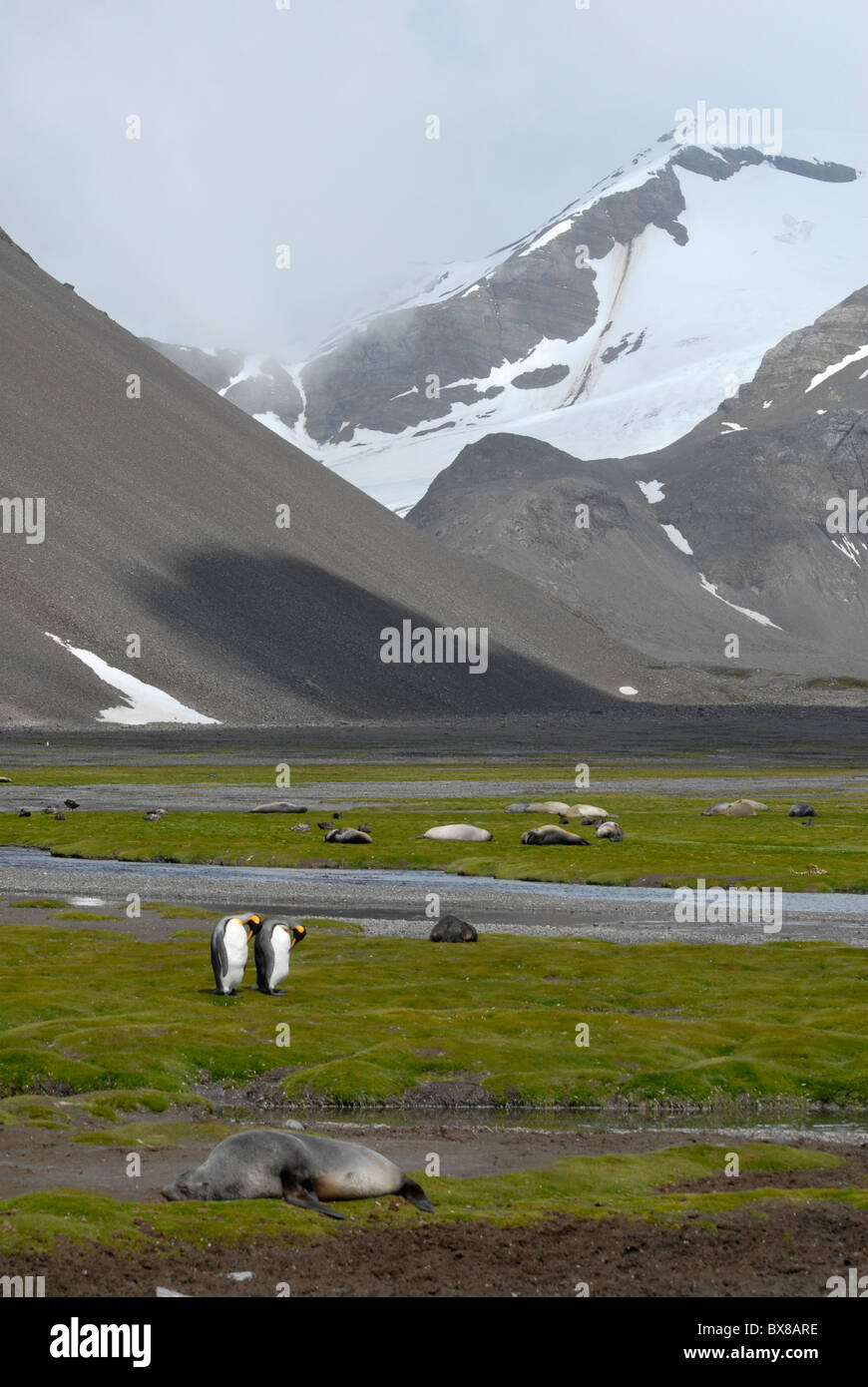 South Georgia Fur Seals, King Penguins and Elephant seals in front of the high icy mountains at Right Whale Bay Stock Photo