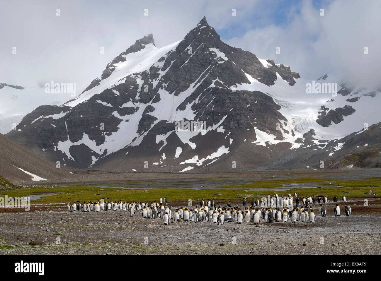 King penguins (Aptenodytes patagonicus) in front of the mountais of Right Whale Bay Stock Photo