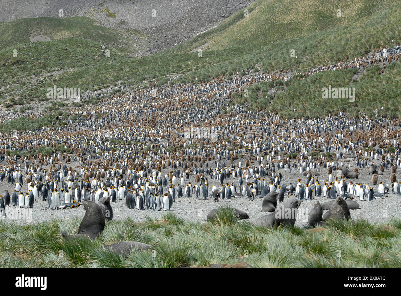 The huge King Penguin colony at Right Whale Bay, South Georgia Stock Photo