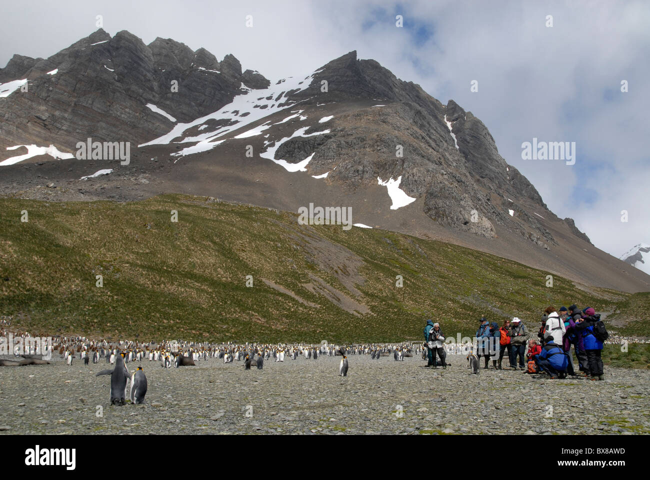 Tourists at the huge King Penguin colony at Right Whale Bay, South Georgia Stock Photo