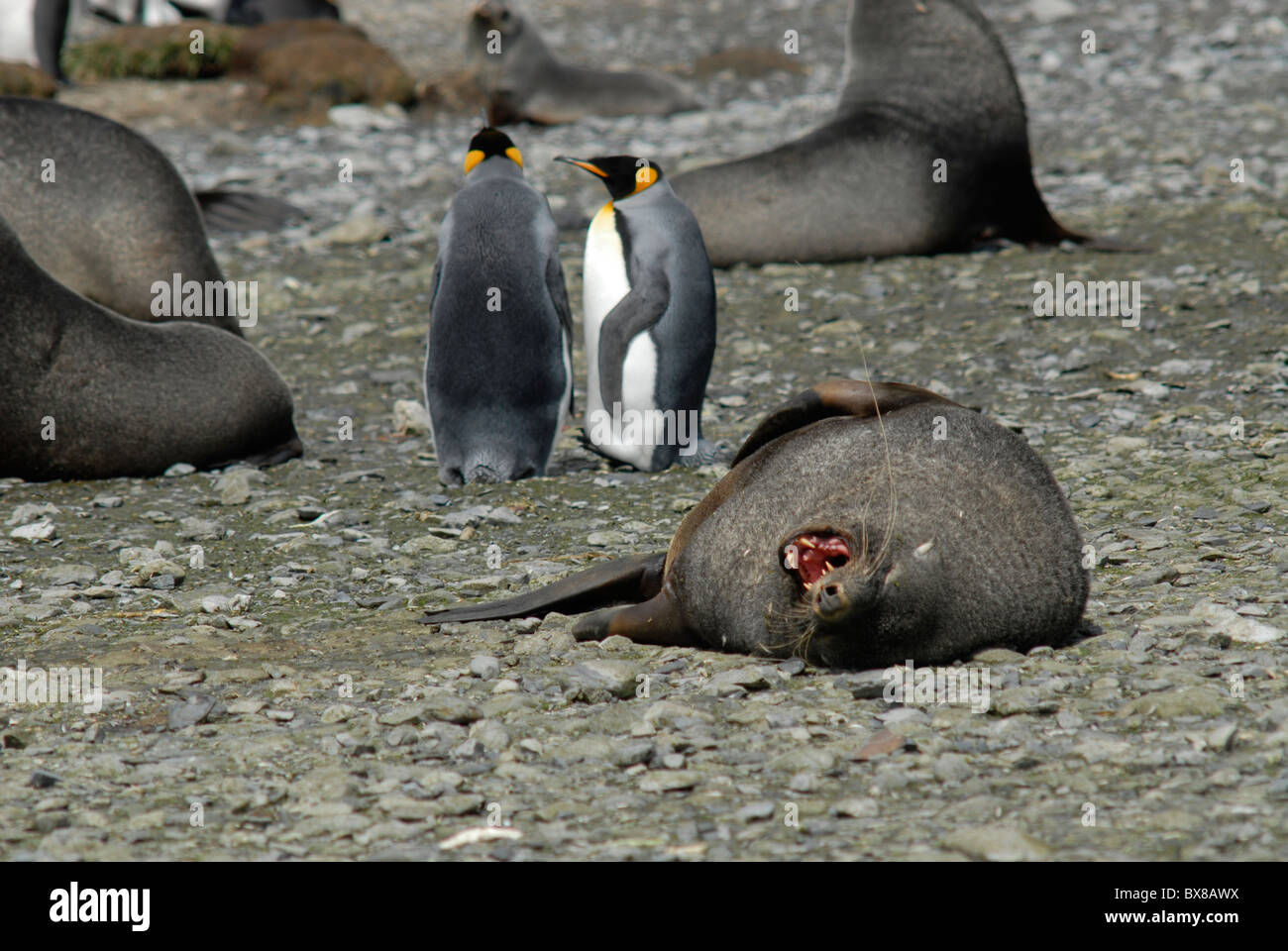 South Georgia Fur Seal seals (Arctocephalus gazella) and King Penguins (Aptenodytes patagonicus), Right Whale Bay Stock Photo