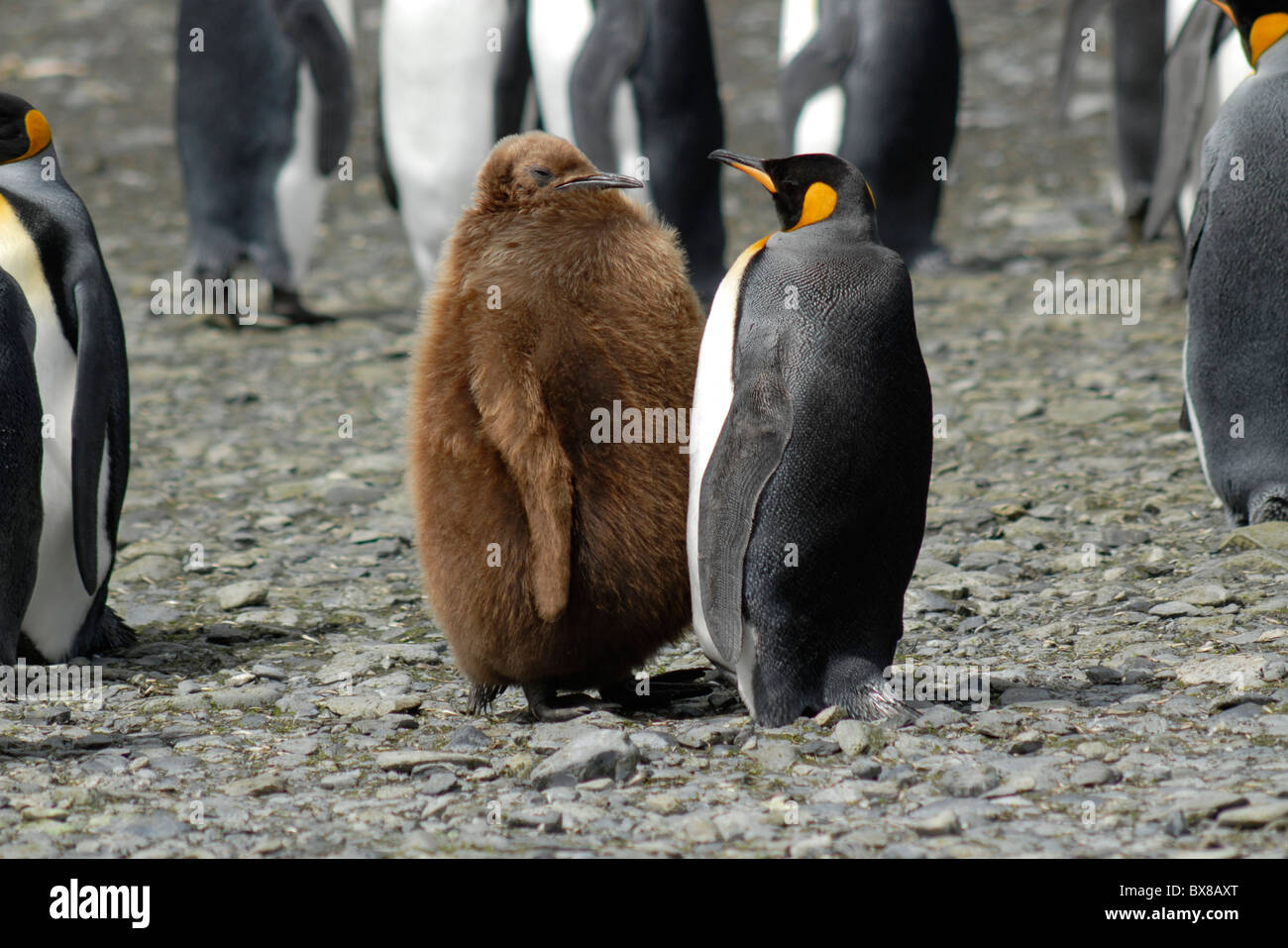 Two King penguins (Aptenodytes patagonicus), Chick and adult, Right Whale Bay, South Georgia Stock Photo