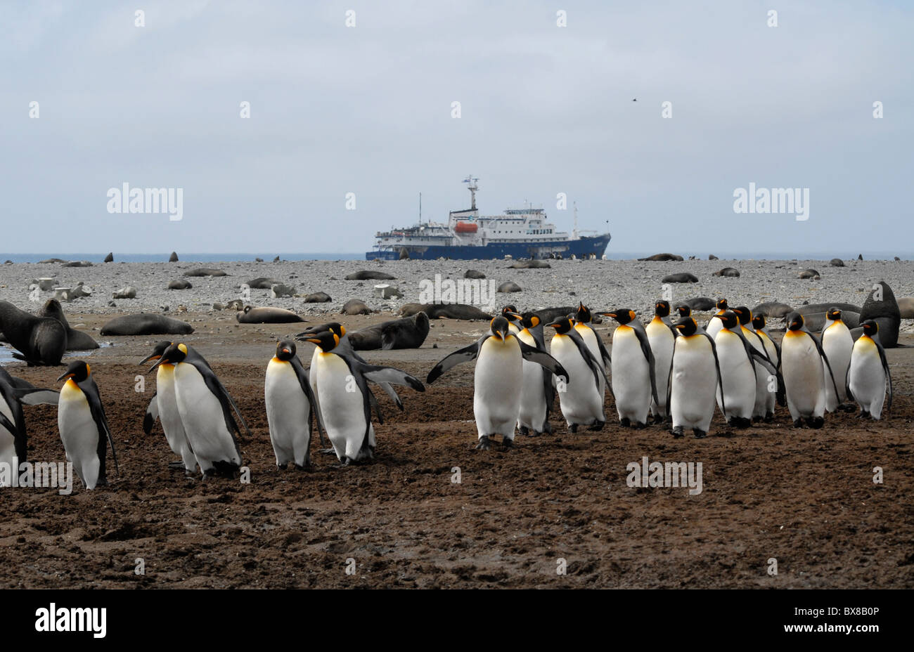A long queue of King Penguins (Aptenodytes patagonicus) passing a colony of South Georgia Fur Seals. Stock Photo