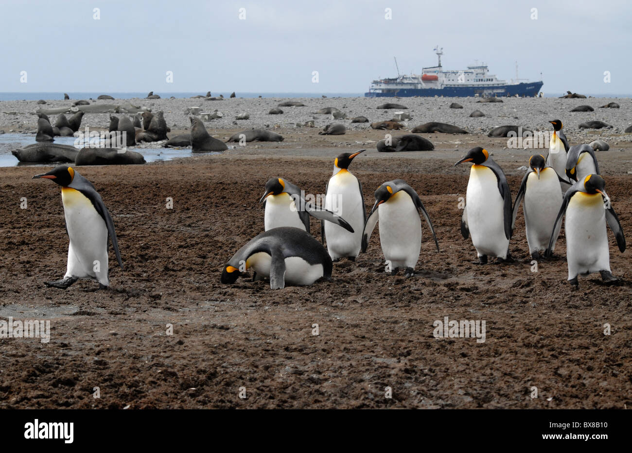 A queue of King Penguins (Aptenodytes patagonicus) - one falling in the mud -passing a colony of South Georgia Fur Seals. Stock Photo