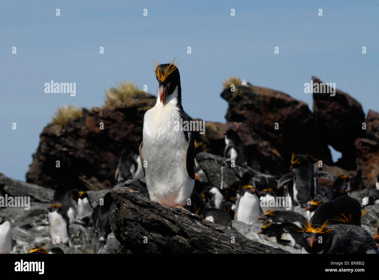 Macaroni Penguin (Eudyptes chrysolophus), cleaning its feathers, Cooper Bay, South Georgia Stock Photo