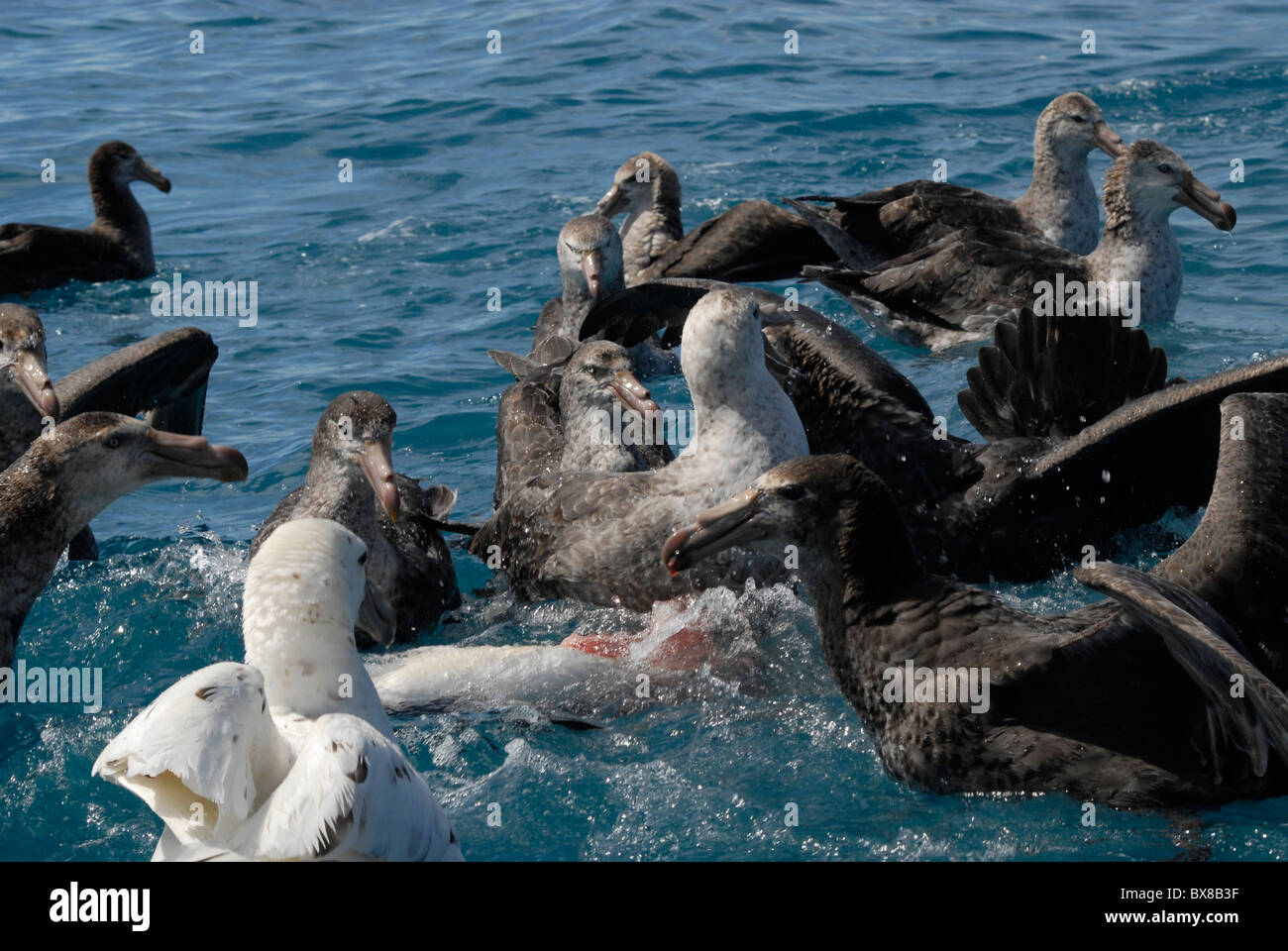 Southern Giant Petrel (Macronectes Giganteus) eating a dead penguin, Cooper Bay, South Georgia Stock Photo