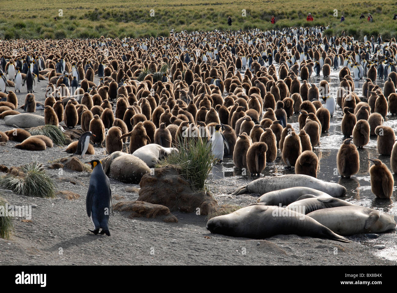 A colony of King Penguins with lots of ckicks, Gold Harbour, South Georgia Stock Photo