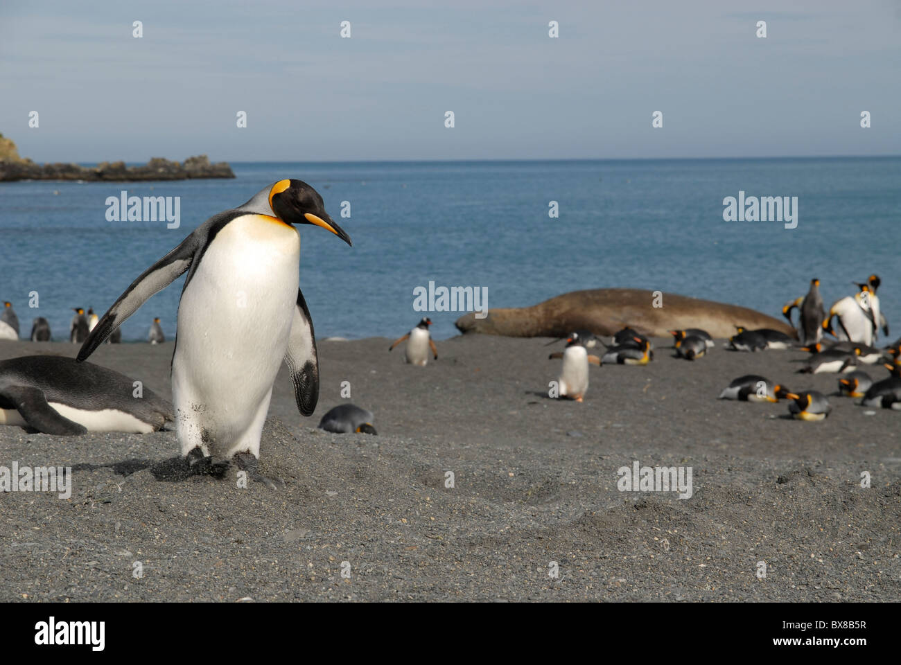 A King Penguin (Aptenodytes patagonica) walkingand looking around, Gold Harbour, South Georgia Stock Photo