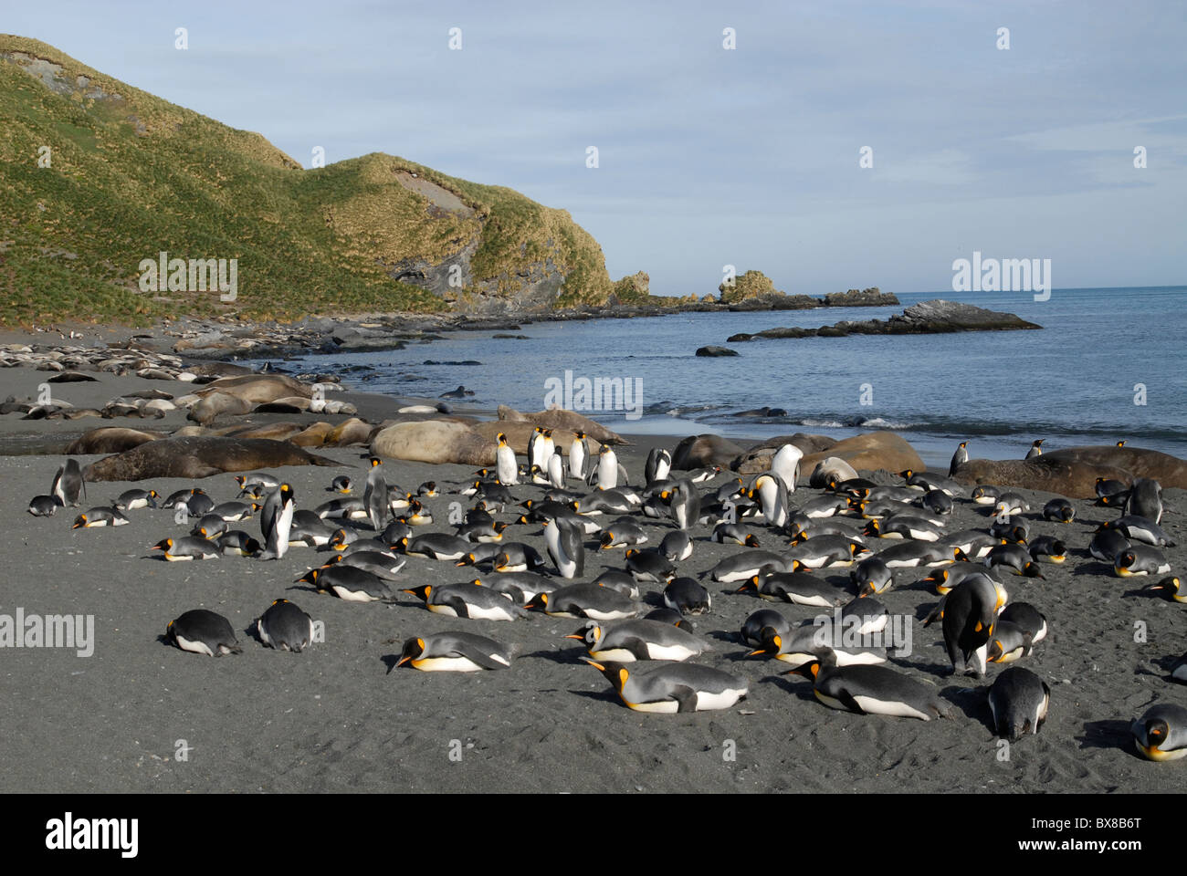 King Penguins (Aptenodytes patagonica) and elephant seals at the beach, Gold Harbour, South Georgia Stock Photo
