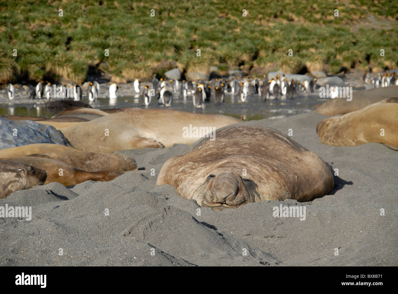 A tired male elephant seal relaxing on the beach, Gold Harbour, South Georgia Stock Photo