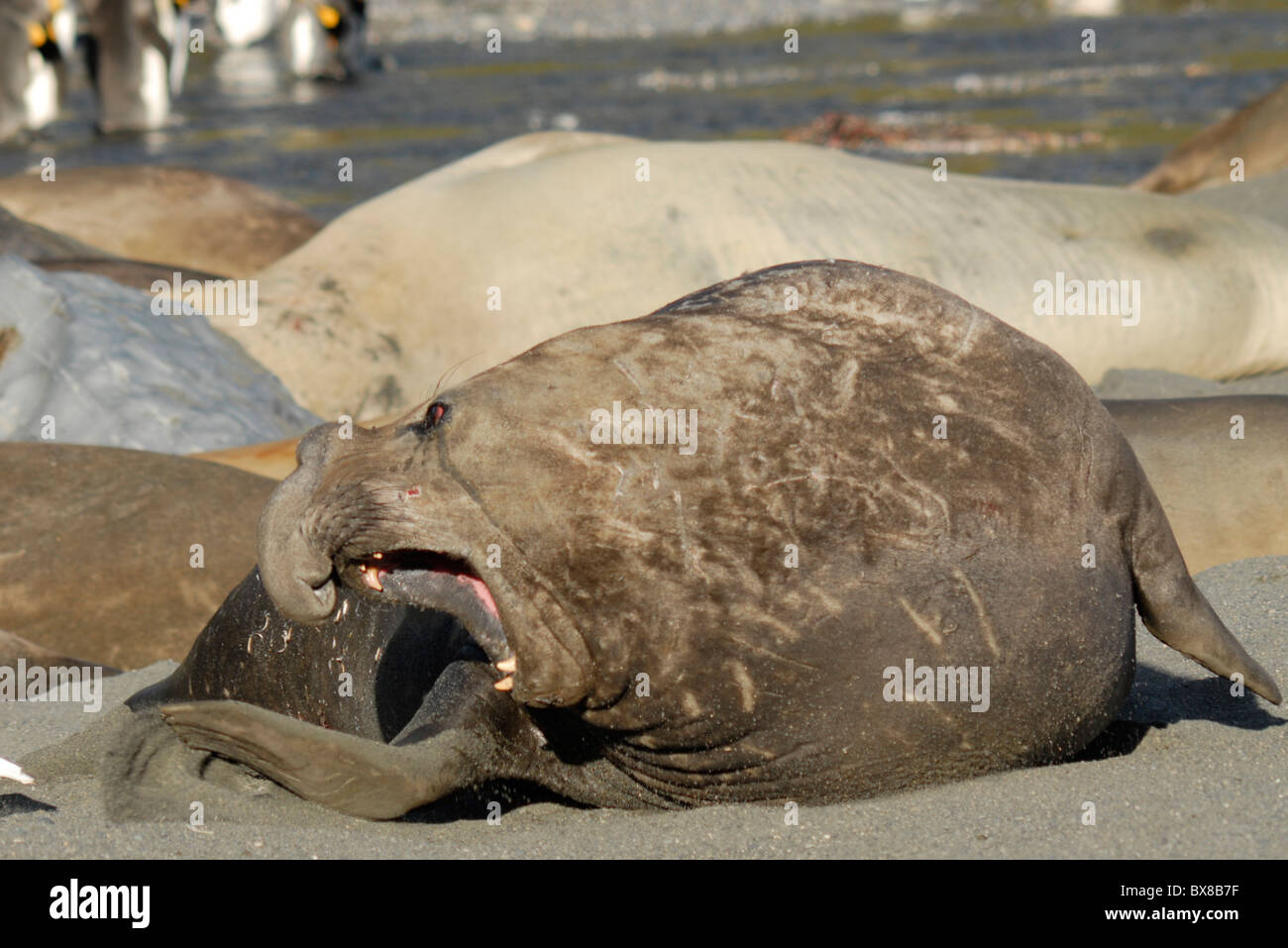 An agressive male elephant seal (Mirounga leonina) in front of a colony, Gold Harbour, South Georgia Stock Photo