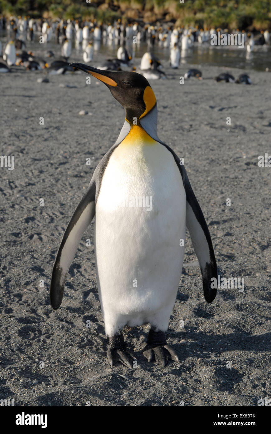 A King Penguin (Aptenodytes patagonica), looking around, Gold Harbour, South Georgia Stock Photo