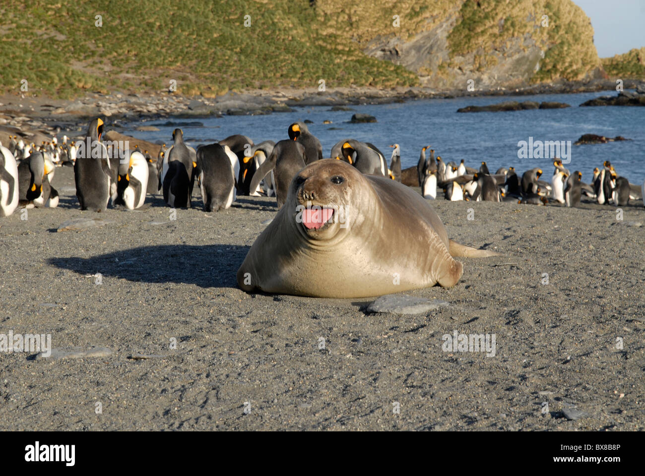 A young elephant seal (mirounga leonina) and King Penguins at the beach, Gold Harbour, South Georgia Stock Photo