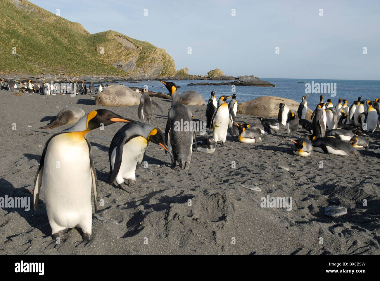 King Penguins (Aptenodytes patagonica) looking around , Gold Harbour, South Georgia Stock Photo