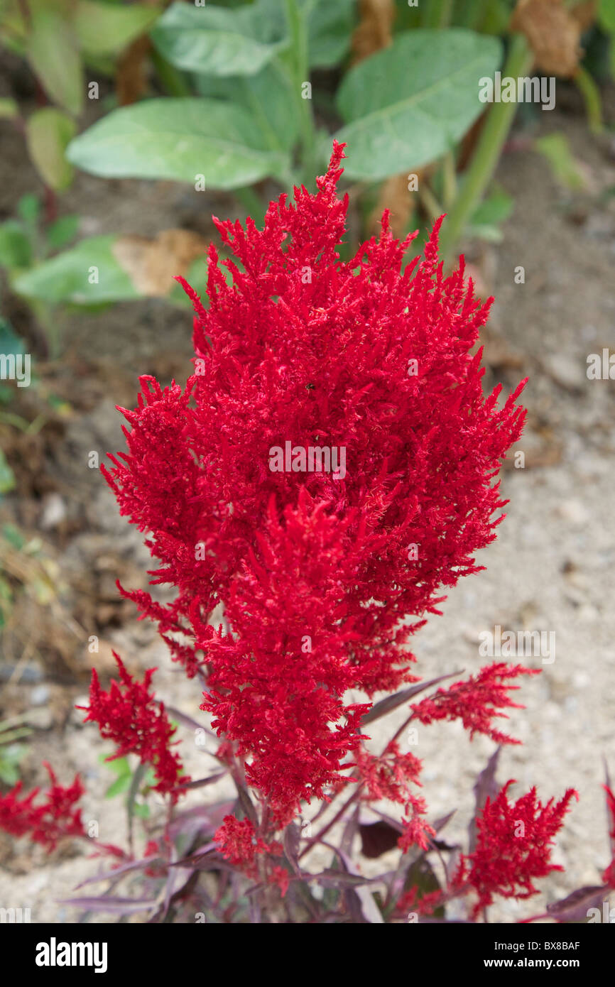 Bright Red Celosia Argentea Plumosa Fresh Look Red Celosie Cockscomb Stock Photo Alamy