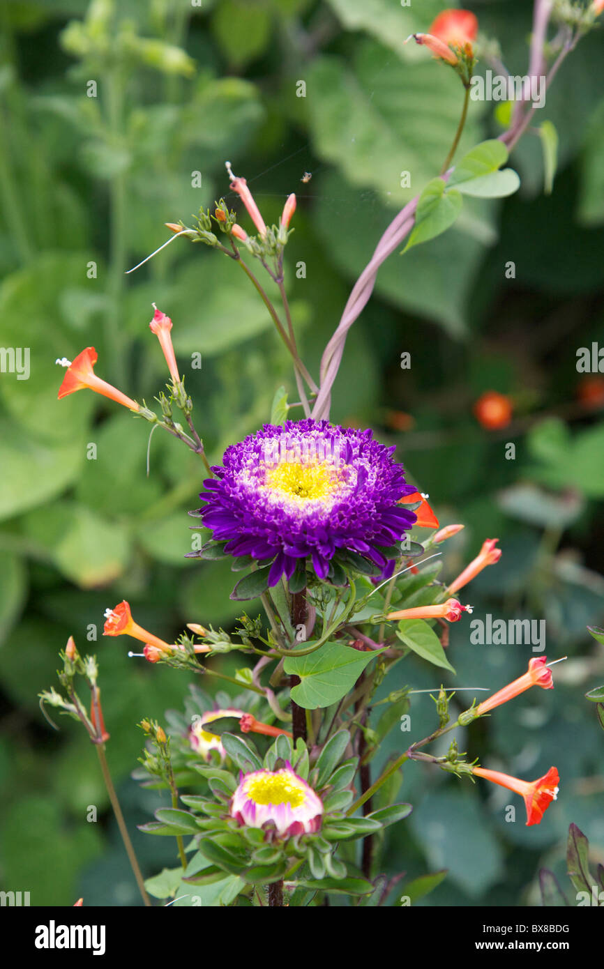 China Aster Callistephus species Chinensis cultivar 'Pompom Mixed' flowers in bloom growing in a garden in the Loire, France Stock Photo