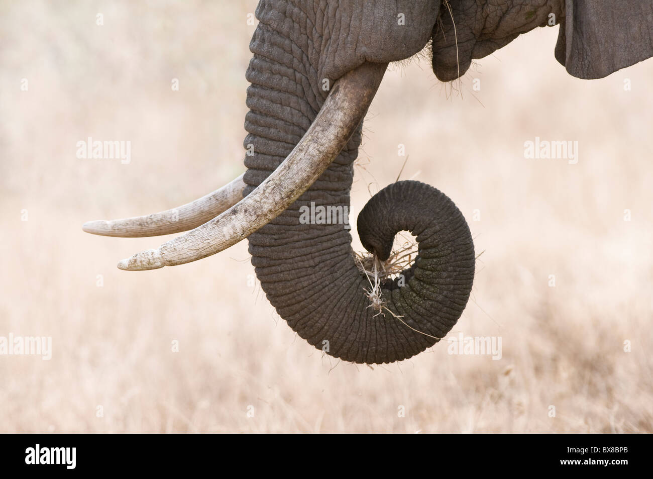 Elephant (Loxodonta africana) eating grass, close-up of trunk and tusk, Samburu National Reserve, Kenya Stock Photo