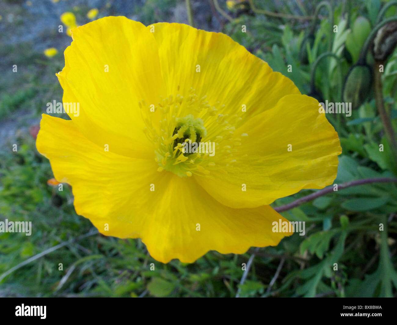 A  single Orange Poppies growing in the Swiss Alps Stock Photo