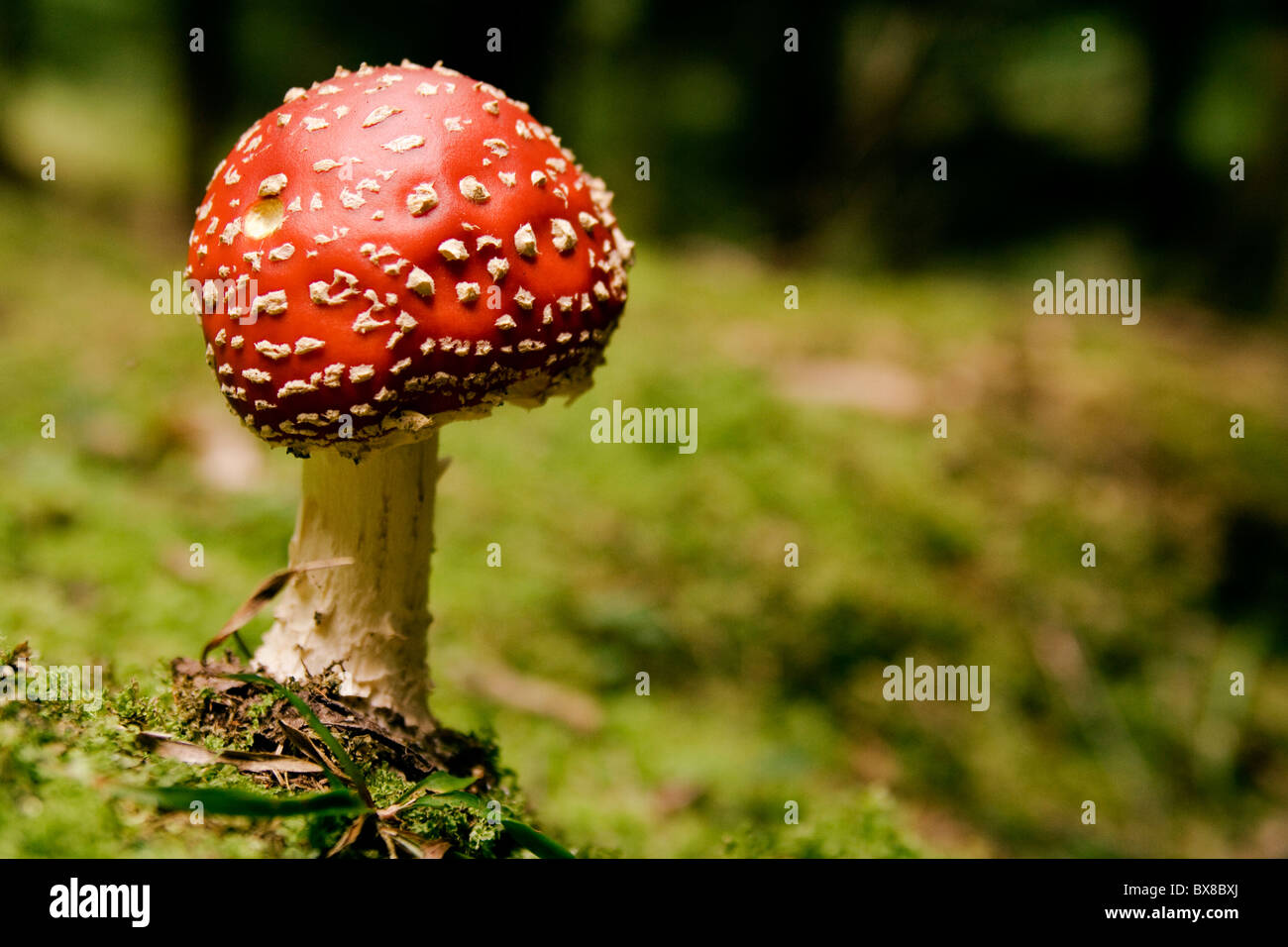 The red dotted toadstool growing in moss Stock Photo