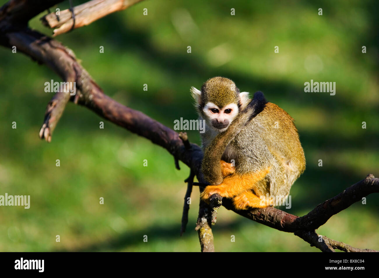 Sitting monkey hi-res stock photography and images - Page 2 - Alamy