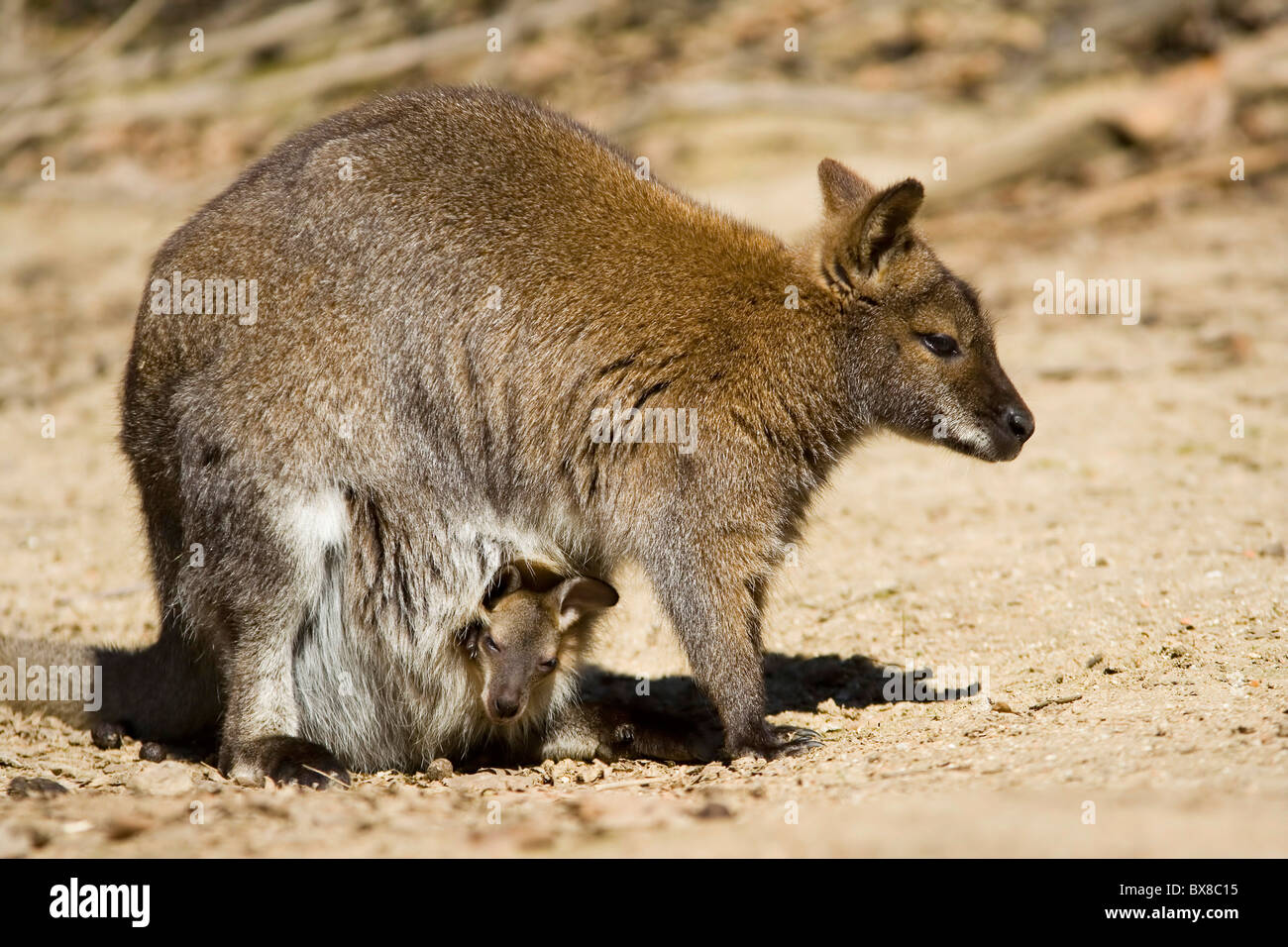 the Red necked wallaby in pouch by mother (Macropus rufogrisens, Wallabia rufogrisea) Stock Photo