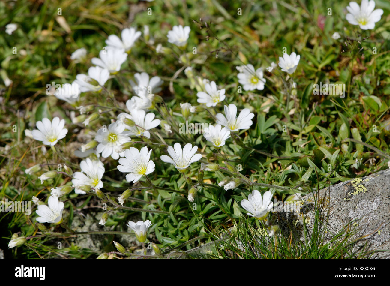 Alpine plant, Rigid Mouse-ear Stock Photo