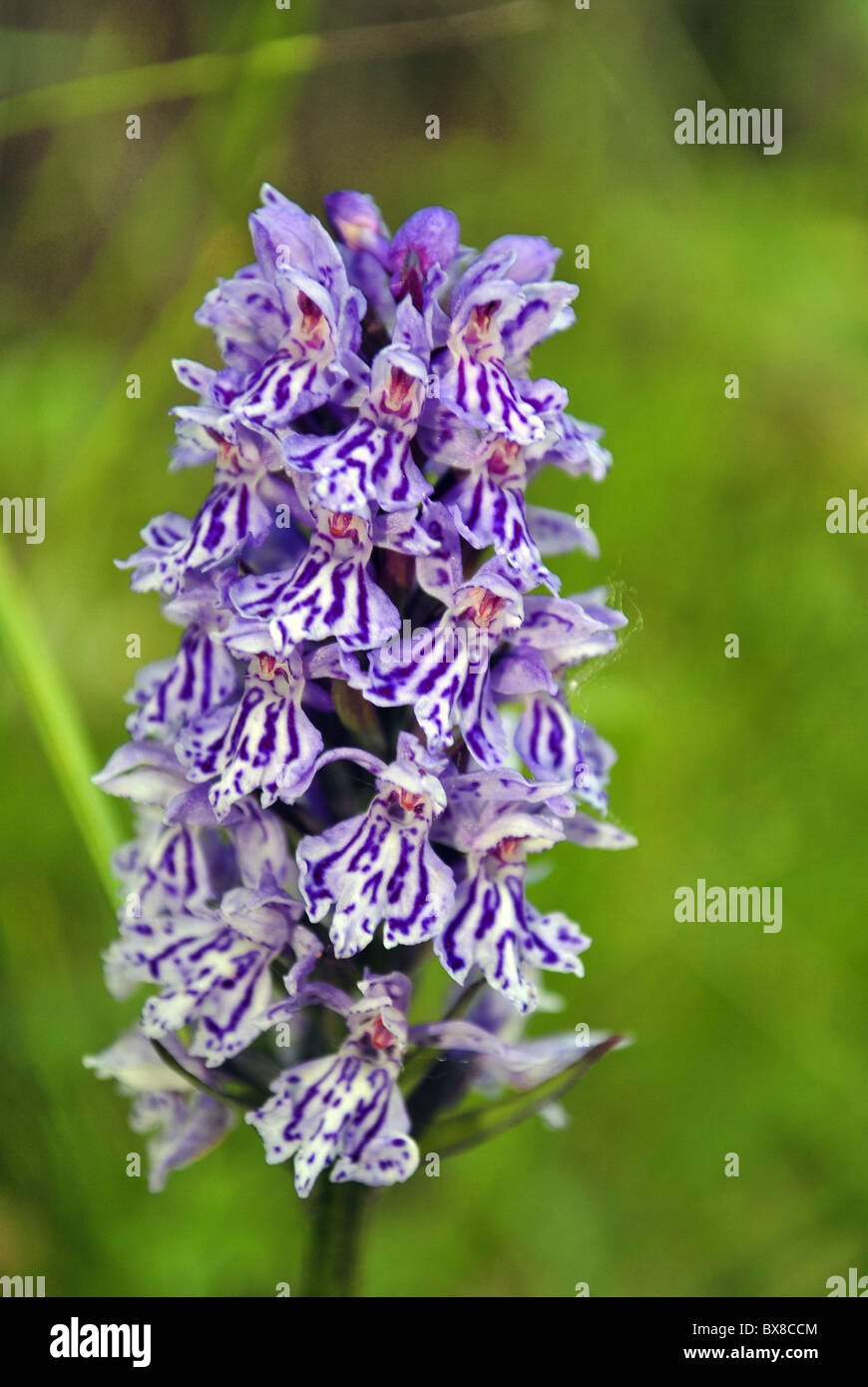 Blue Mountain flower surrounded by lush green vegetation in the valleys of Trentino Stock Photo