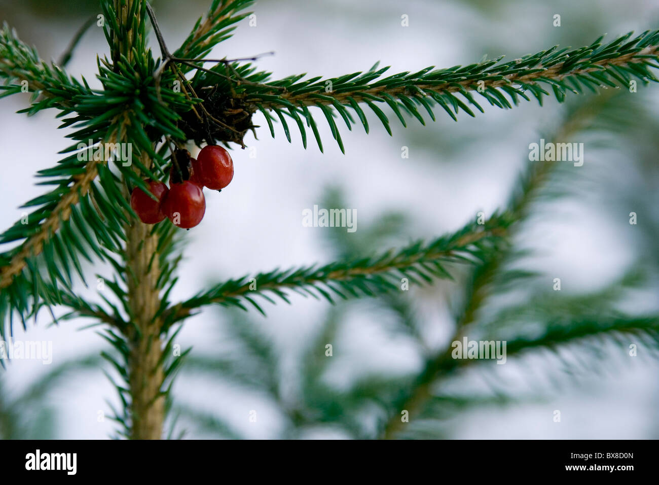 winter motive with red berri´s and spruce tree Stock Photo