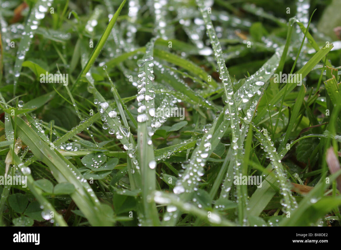 Dew drops on blades of grass and clover Stock Photo - Alamy