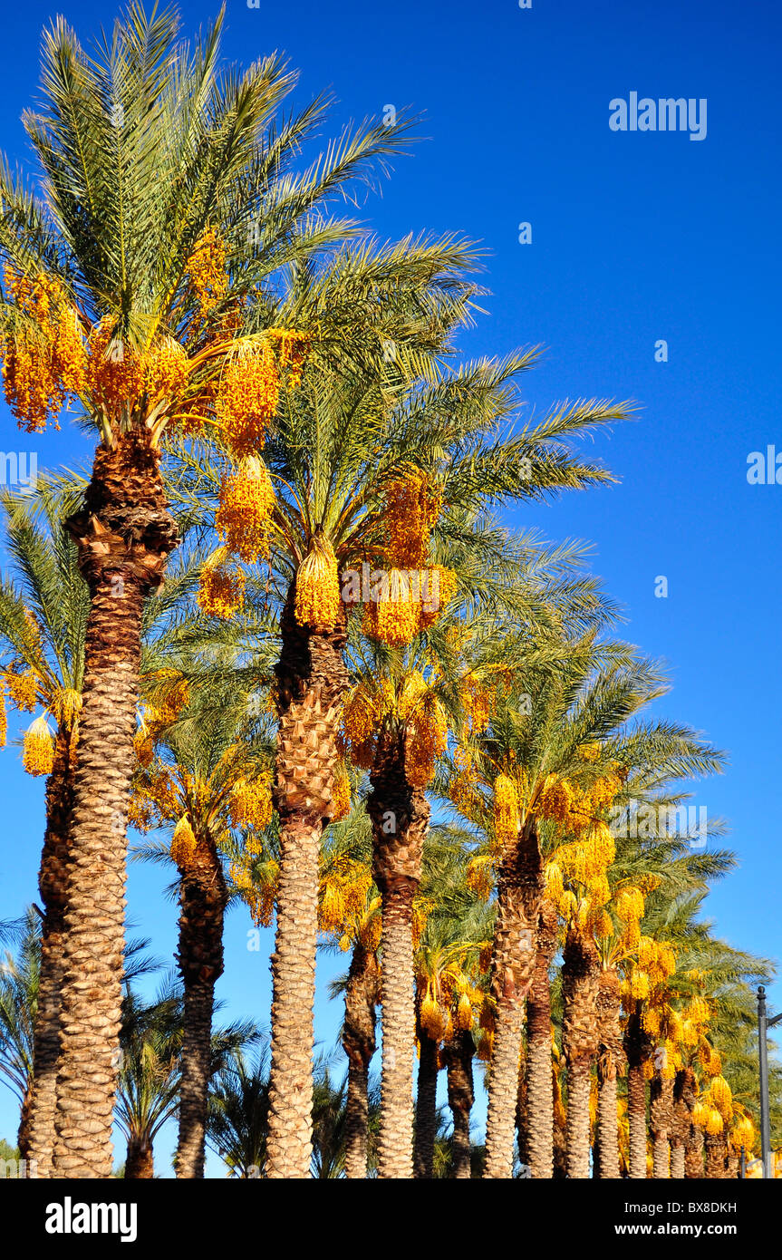 Dating i Las Vegas