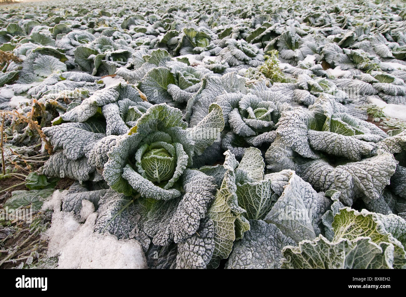 cabbage cabbages growing in field fields ice cold winter crop crops