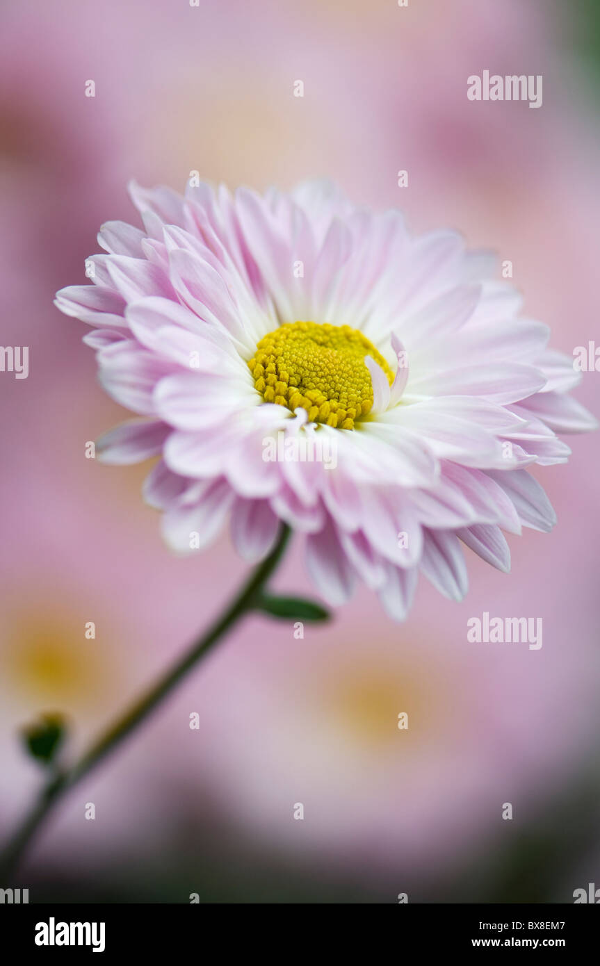 A single English Daisy Flower - Bellis perennis Stock Photo